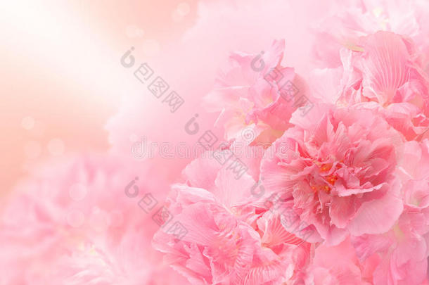 粉色花朵背景，抽象的大花朵，美丽的花朵
