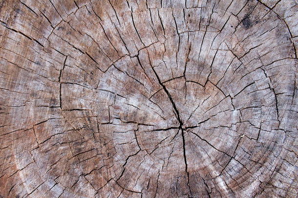 树干的木质纹理，背景纹理。