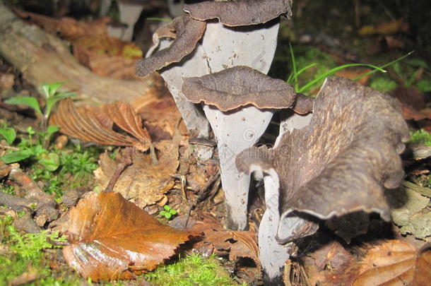 山羊角，或丰盛的蘑菇角