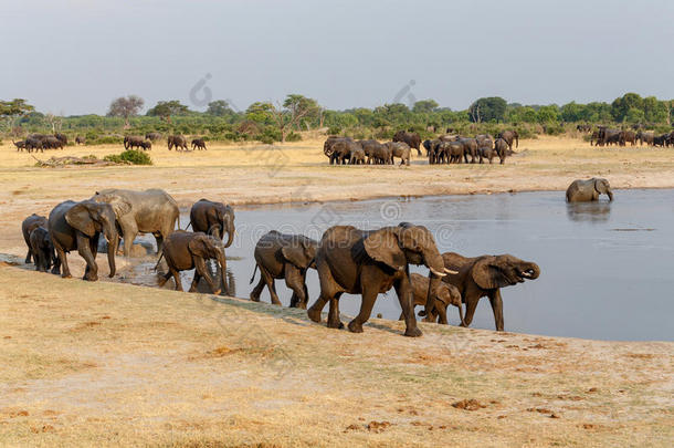 <strong>一些</strong>人听说过水洞里的非洲象