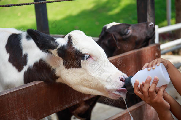 用奶瓶喂奶的小牛宝宝