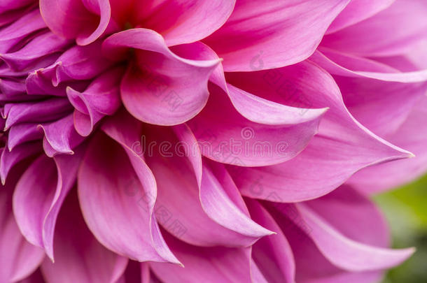 粉红色花朵特写：紫菀，粉红色花瓣，黄色心形作背景或纹理