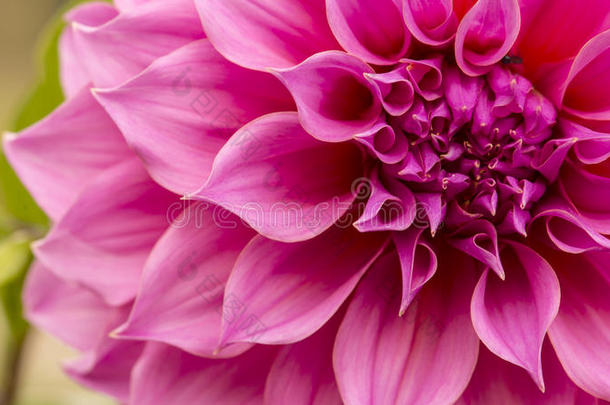 粉红色花朵特写：紫菀，粉红色花瓣，黄色心形作背景或纹理
