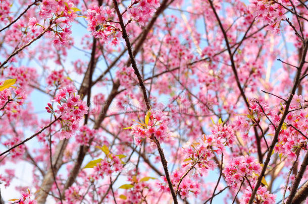 粉红色花朵特写：紫菀，粉红色花瓣，黄色心形作背景或纹理