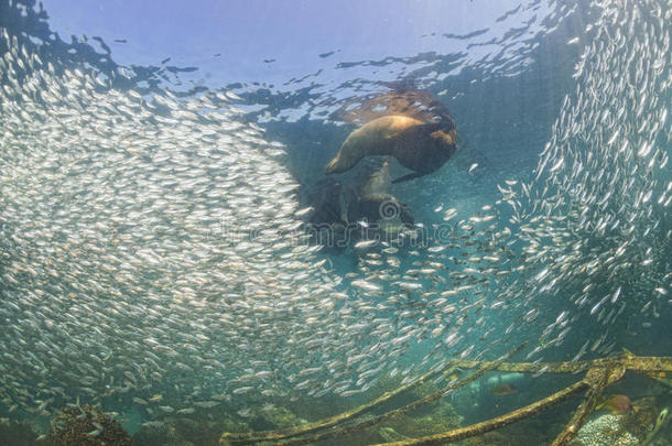 <strong>海狮</strong>在一个巨大的沙丁鱼鱼饵球后<strong>海狮</strong>海豹