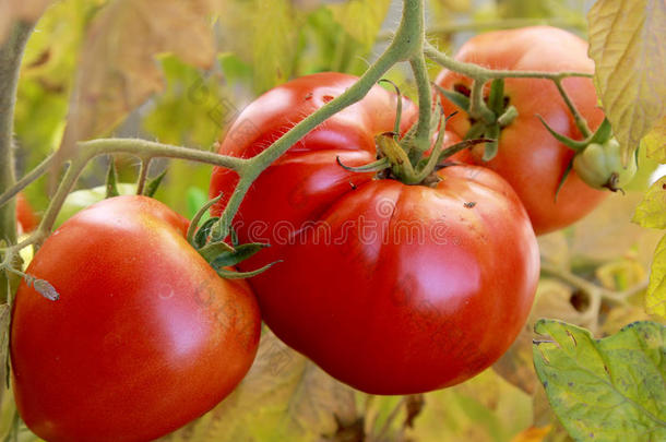 切西红柿，<strong>家庭园艺</strong>