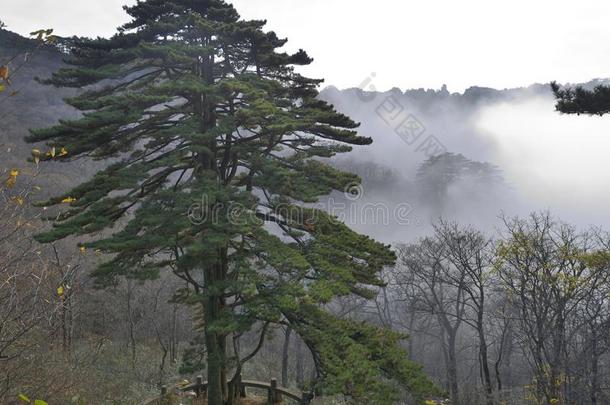 黄山松树-黄山，中国