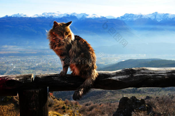 阿根廷山顶上的猫，博尔森