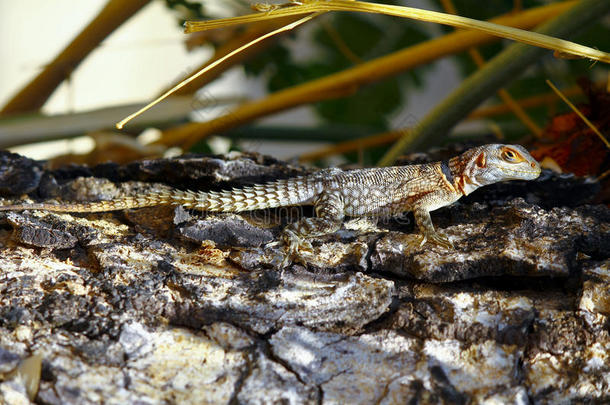 马达加斯加刺尾或有领蜥蜴（oplurus cuvieri）