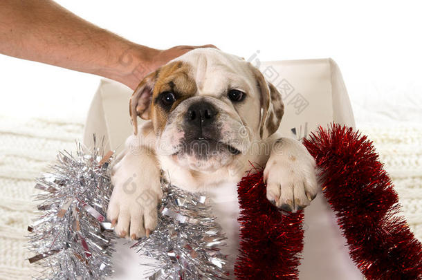 圣诞礼盒中的小法国斗牛犬幼崽作为圣诞礼物在狗礼物圣诞概念