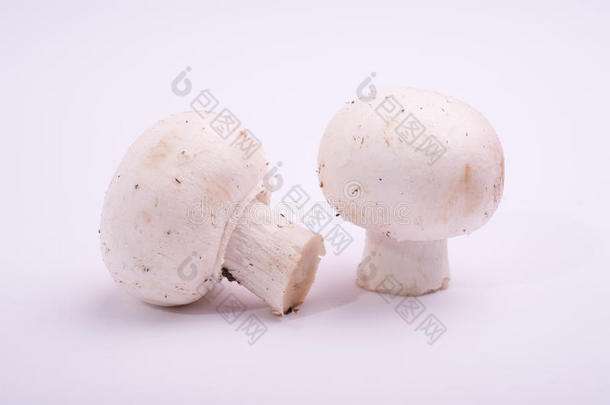 生香菇香菇