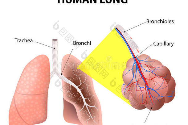 人体肺部的结构。人体解剖学