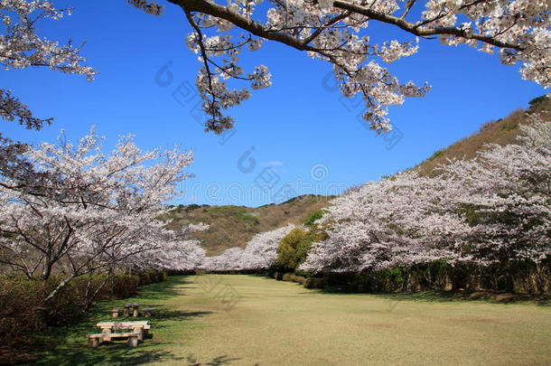 静冈<strong>伊豆</strong>的一排樱花树