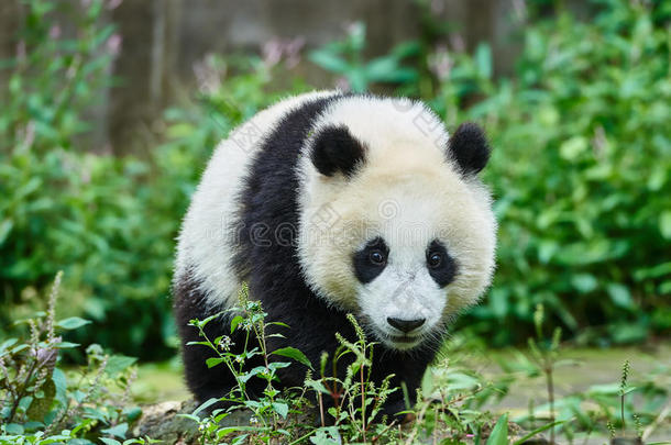 中国四川熊猫幼仔