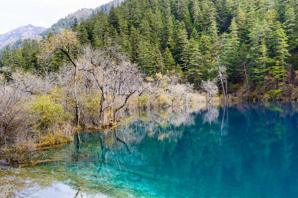 九寨沟秋树与河流