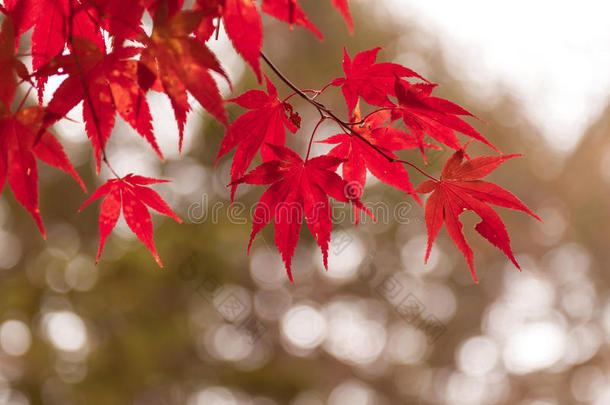 秋天的韩国枫树