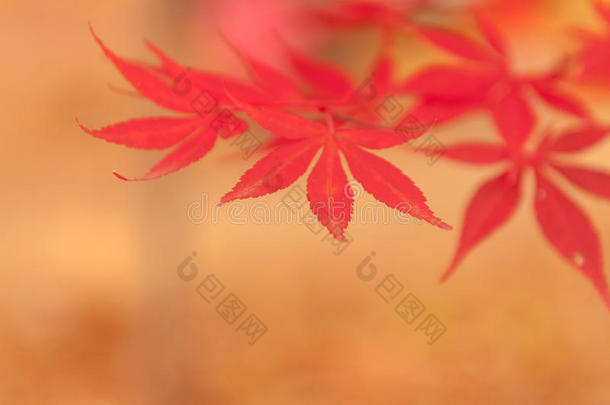 秋天的韩国枫树