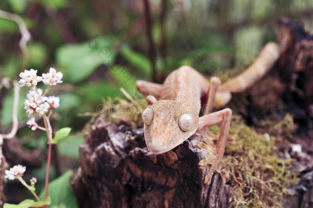 纹叶尾<strong>壁虎</strong>（uroplatus），马达加斯加