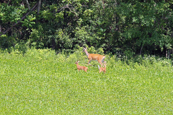 母鹿和双胞胎小鹿