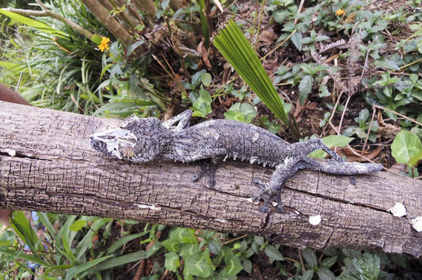 苔藓叶尾<strong>壁虎</strong>（uroplatus sikorae）伪装