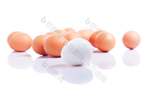 一些棕色鸡蛋一个白色鸡蛋在前景白色孤立的背景反射侧视图