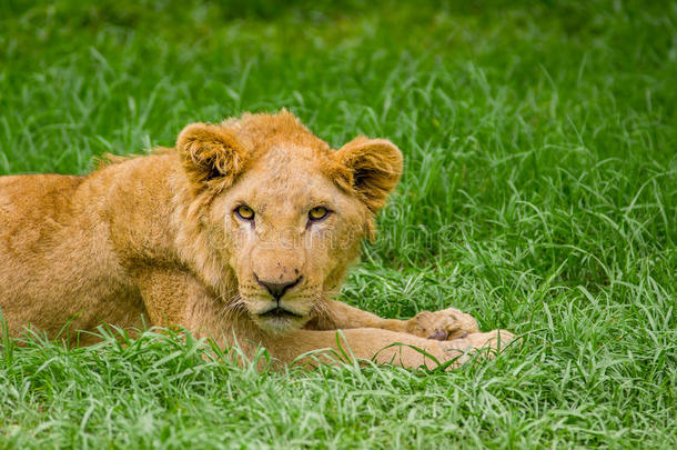 躺在草地上的美丽的<strong>小狮</strong>子