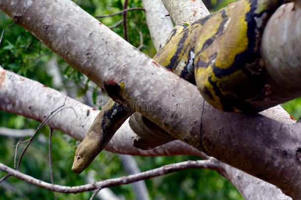 澳大利亚丛林地毯蟒蛇