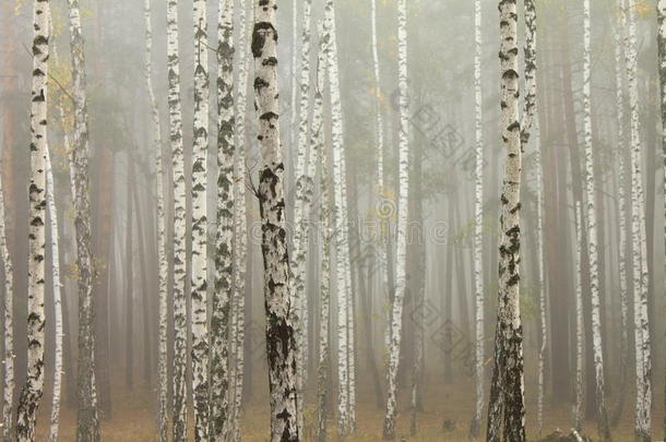 白桦林雾