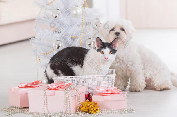 猫和小狗一<strong>起坐</strong>在圣诞树旁