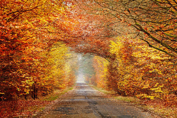 道路在一个雾蒙蒙的秋天森林，浓烈的色彩过滤。