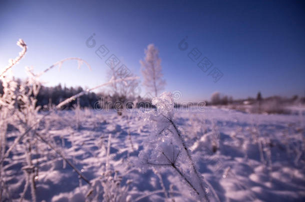 冬季森林，雪景中的树木