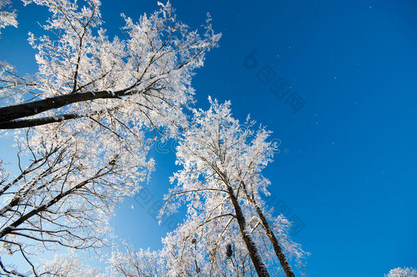 冬季森林，<strong>雪景</strong>中的<strong>树木</strong>