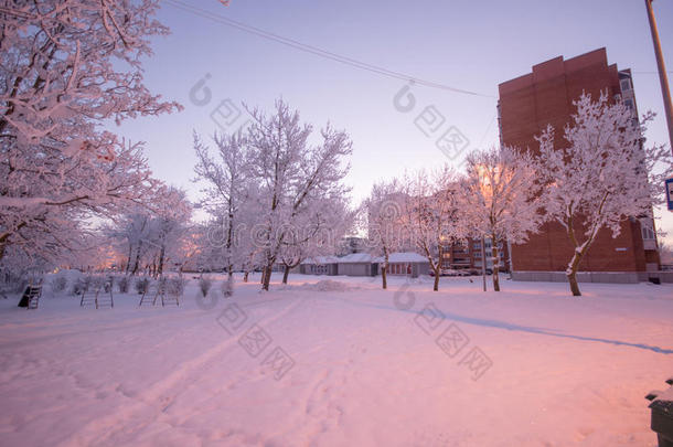 冬天的树在雪地里，冰冻的大自然