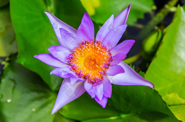 池<strong>塘</strong>里有紫色的<strong>荷花</strong>或紫色的睡莲。