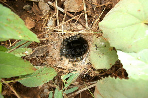 在斯威士兰，蜘蛛与后代和母亲一起<strong>筑巢</strong>
