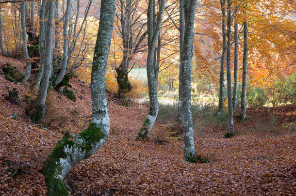 秋林中暖色调的树林和落叶
