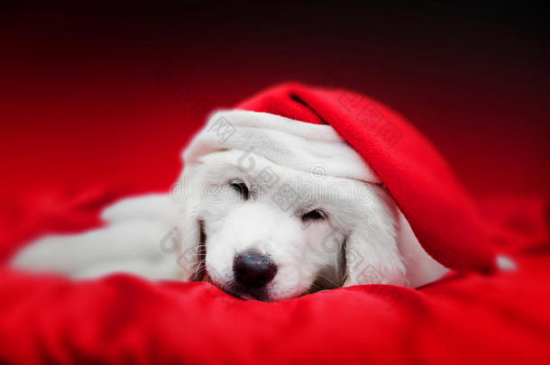 可爱的白色小狗戴着圣诞帽，穿着<strong>红绸</strong>缎睡觉