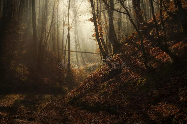 秋日迷雾森林
