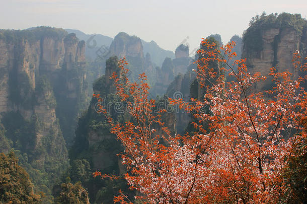 亚洲秋天瓷器悬崖花