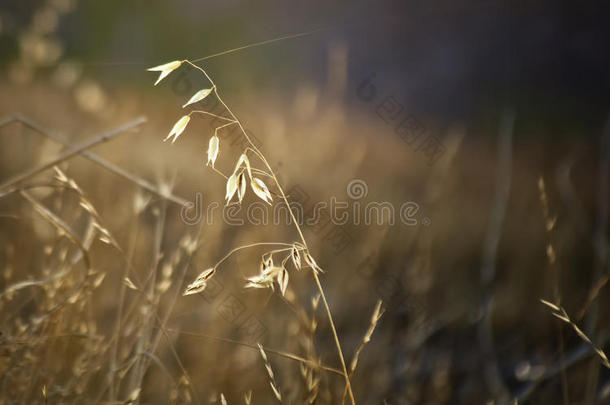 早晨阳光下的草和蜘蛛网。
