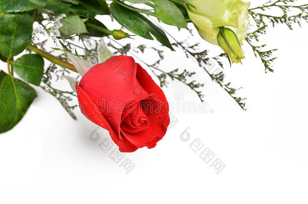 白底红玫瑰，用于卡片或信件，情人节礼物，圣诞礼物，感恩节礼物