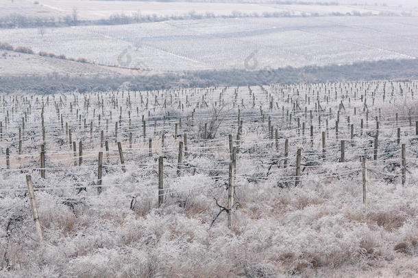 冬天冰冻的葡萄园成排成行。摩尔多瓦
