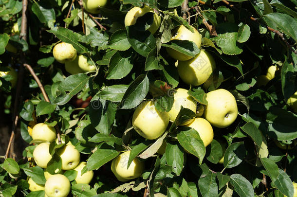 秋天。花园里的<strong>苹果丰收</strong>了。