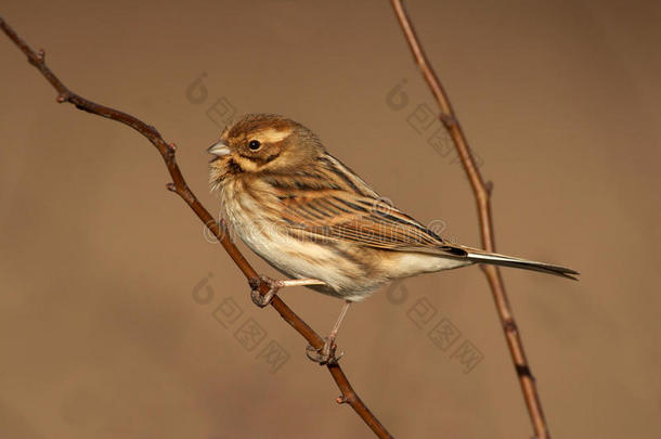 reed bunting-Emberza schoeniclus酒店