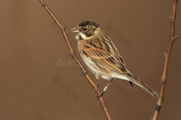 reed bunting-Emberza schoeniclus酒店