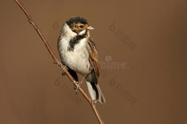 reed bunting-Emberza schoeniclus酒店