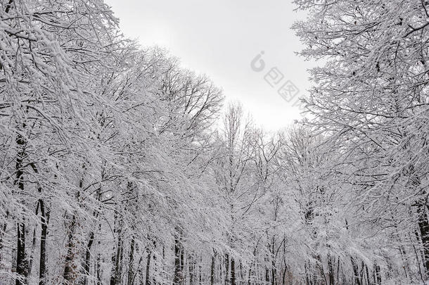 白雪皑皑的森林是冬天的仙境