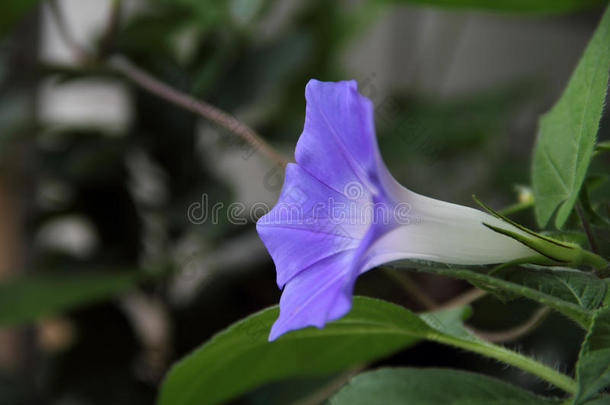 蓝色牵牛花紫色牵牛花