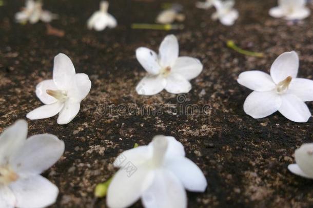 茉莉花凋谢了冬天美丽的白花