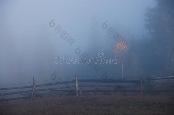 多雾的早晨树木